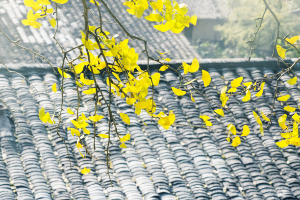 银杏树和村图片下载