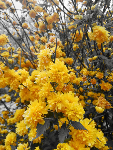 灰色背景上的黄色花朵图片下载