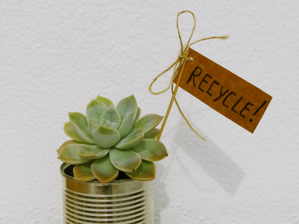 用多汁植物制成的回收罐。图片下载