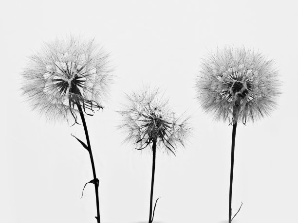 蒲公英3图片下载
