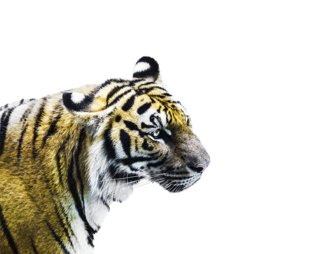 老虎孤立在白色背景上图片下载