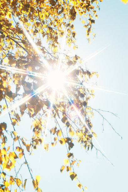 秋叶耀斑图片下载