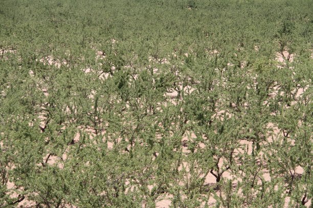 杏仁字段图片下载