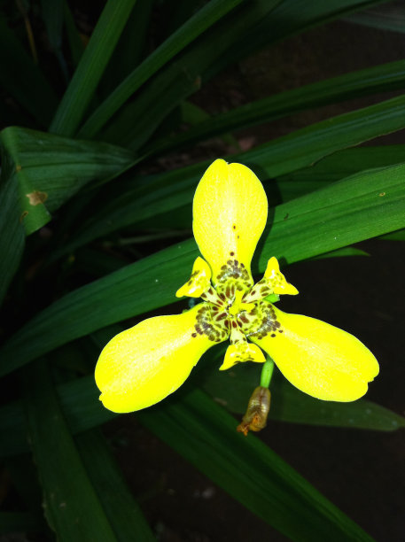 黄色的兰花图片下载