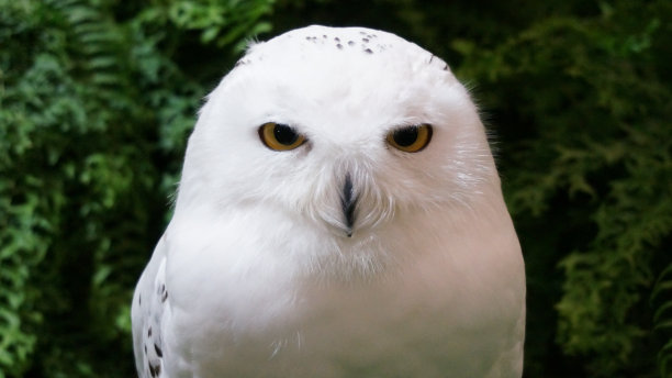 城市里的鸟图片下载