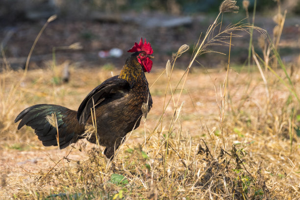 以自然为背景的鸡图片。农场动物。图片下载