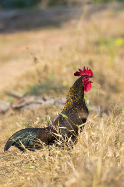 以自然为背景的鸡图片。农场动物。图片下载