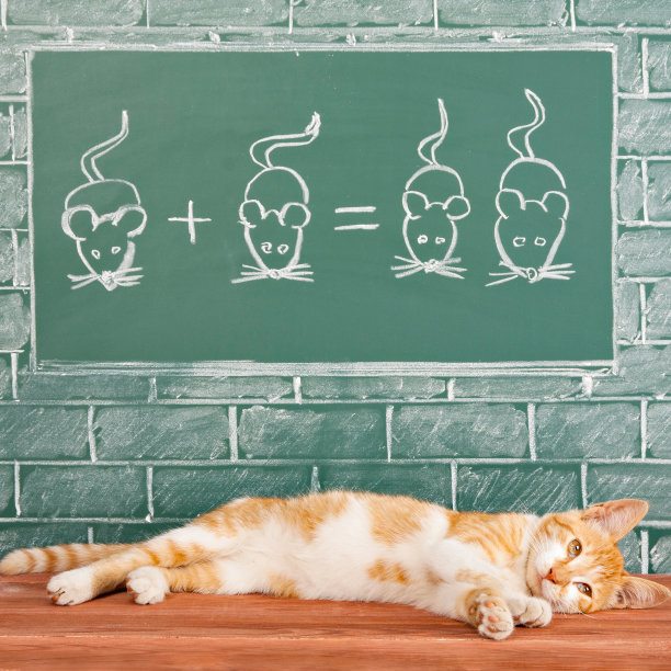 懒惰的猫图片下载