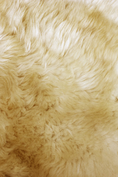 皮毛纹理图片下载