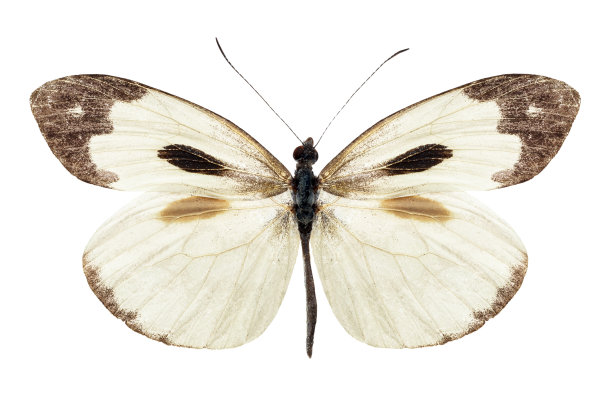 黄黑脉金斑蝶图片下载