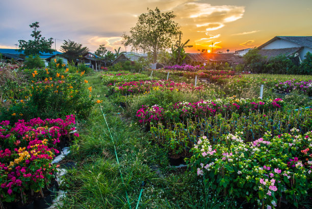 花和日落图片下载