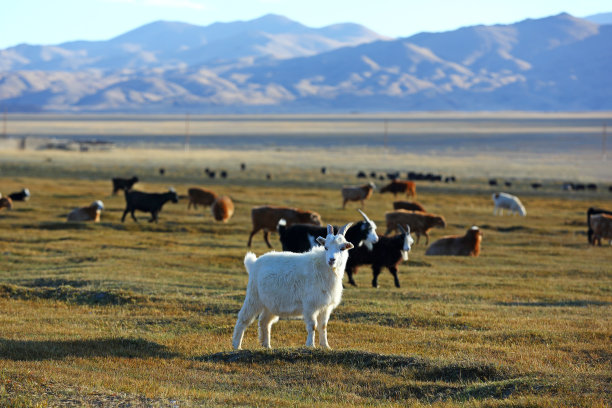 草地上的一群山羊和绵羊图片下载
