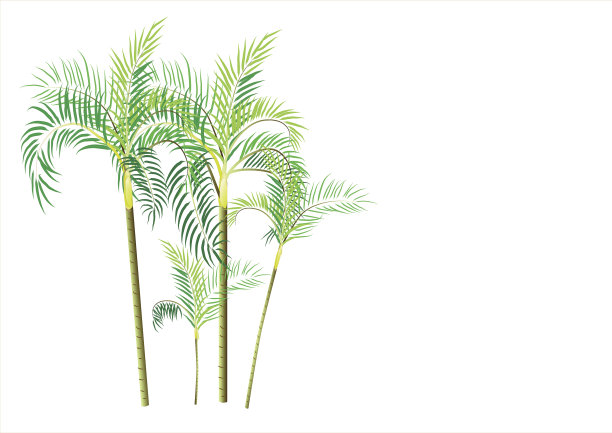 棕榈树，棕榈树的顶部，矮枣棕榈树在蓝色的背景图片下载