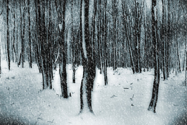 森林在冬天图片下载