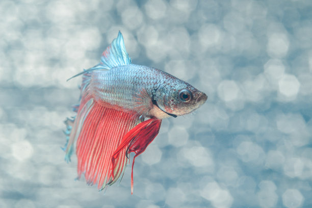 暹罗斗鱼图片下载