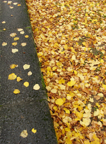 残忍的石墙上挂着桔黄色的秋叶图片下载