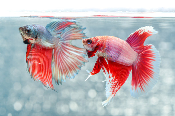 暹罗斗鱼图片下载