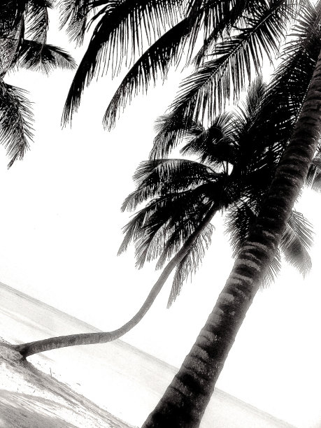 海滩上的椰子树图片下载