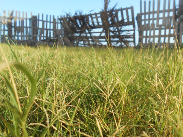 后院的草坪和栅栏图片下载