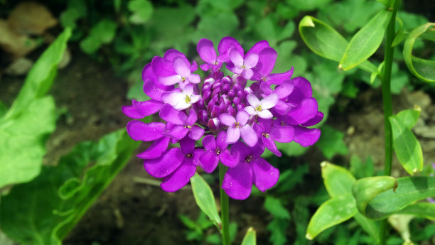粉红色开花植物特写镜头图片下载
