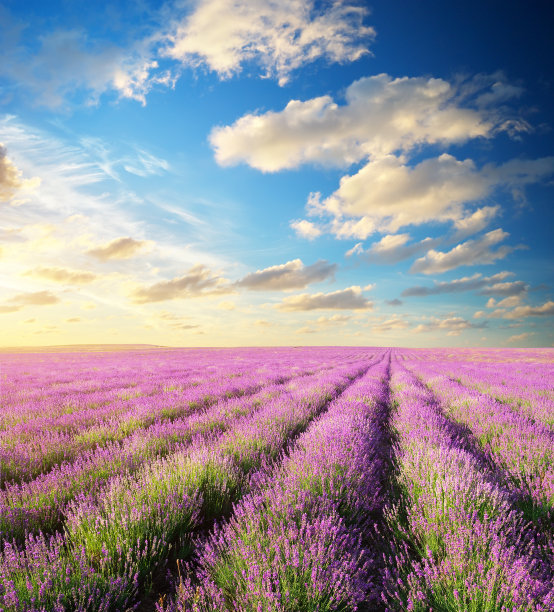 草地上的薰衣草图片下载