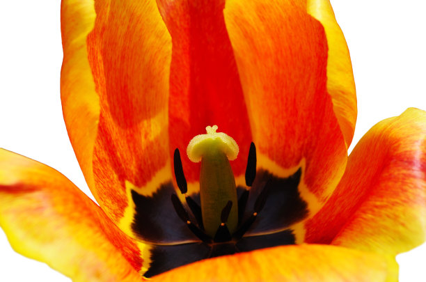 郁金香花的特写镜头图片下载