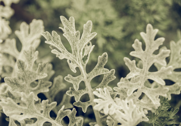 自然抽象3图片下载