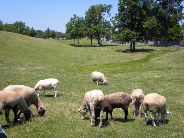 下午吃草图片下载