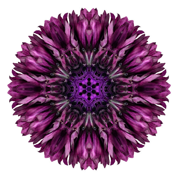 紫矢车菊曼荼罗花筒上孤立的白色花图片下载