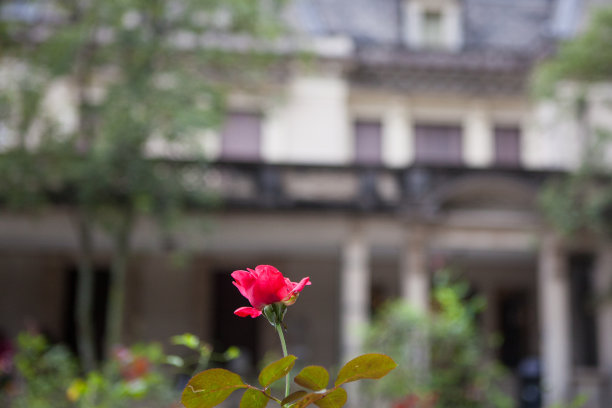 盛开的红色的花图片下载