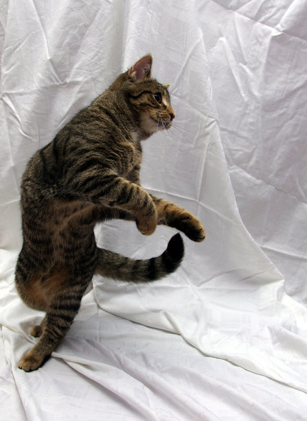 猫跳舞图片下载