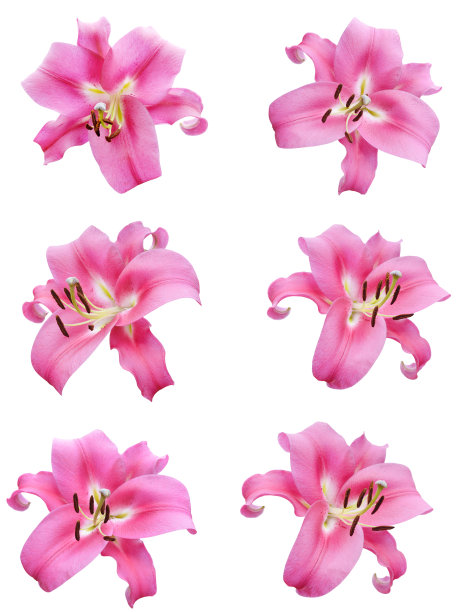 粉色百合的花图片下载