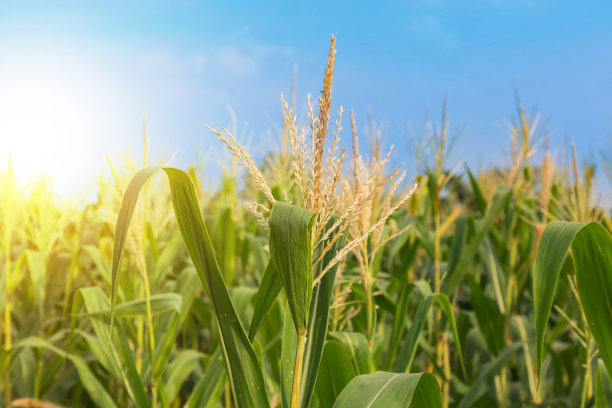 蓝天下，阳光下的绿色玉米地。图片下载