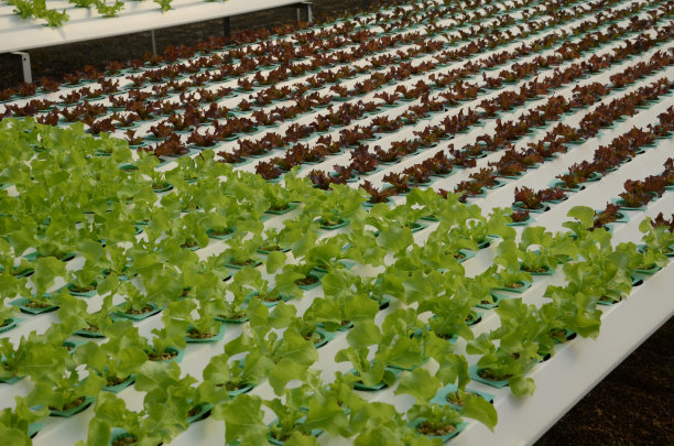 红绿莴苣图片下载