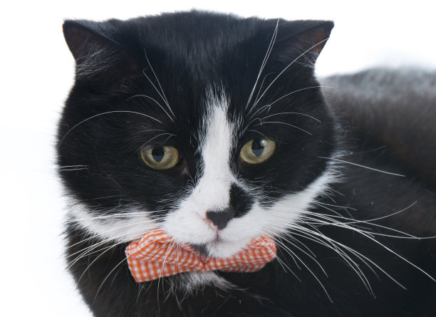 白色背景上带着蝴蝶结的黑猫图片下载