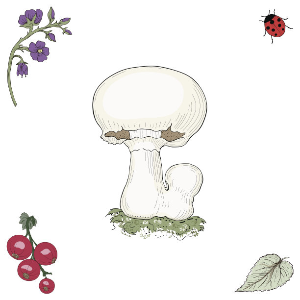 手绘的香菇图片下载