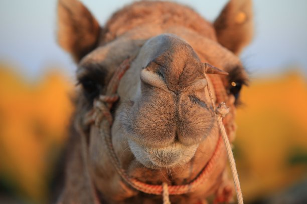 骆驼-奥辛，印度图片下载