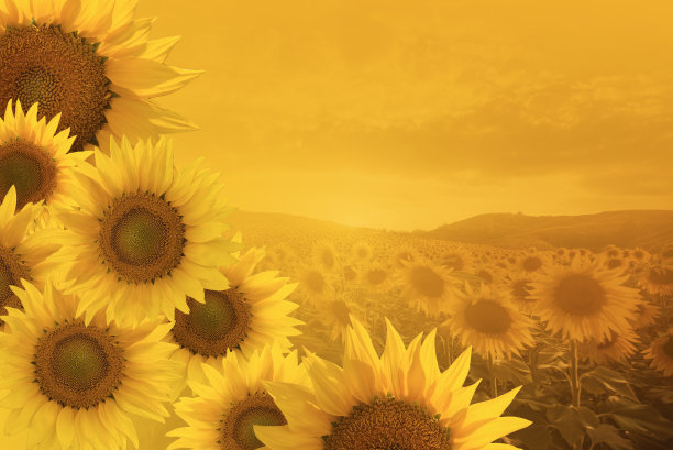 田野上盛开的向日葵在一个背景日落图片下载