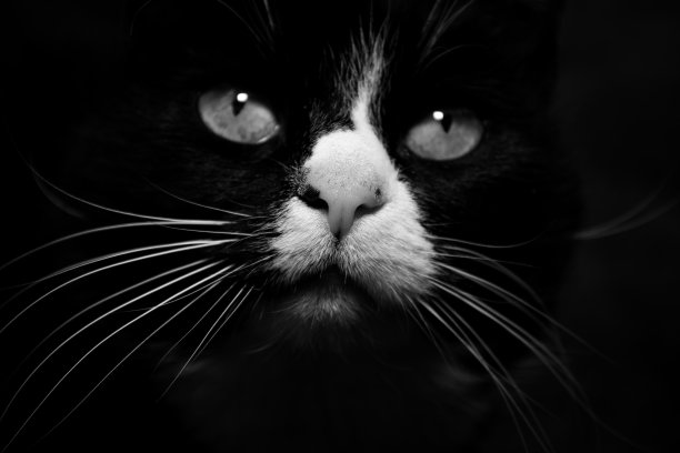 猫的眼睛图片下载