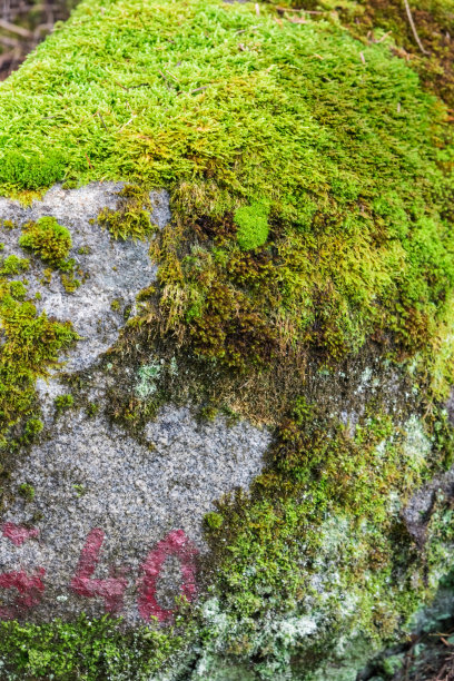 长满苔藓的大石头图片下载
