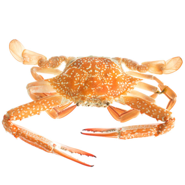螃蟹图片下载