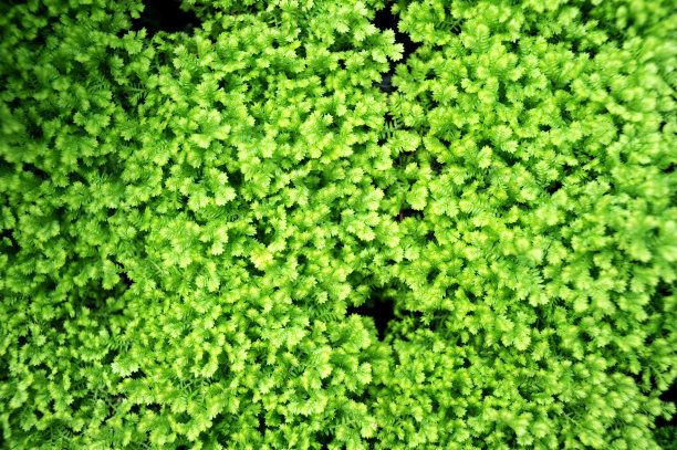 迷你观赏植物图片下载