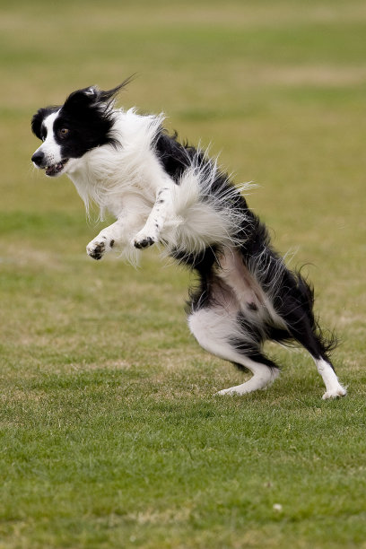 狗处于起始位置。图片下载
