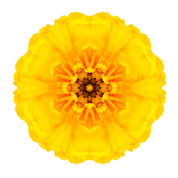 黄色同心万寿菊曼荼罗花孤立在白色图片下载