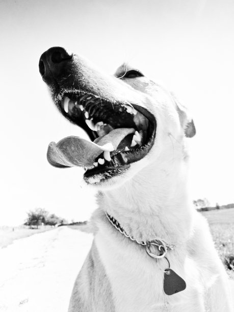 有趣的狗肖像图片下载