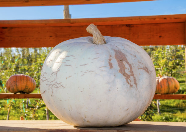 华盛顿，白南瓜南瓜园图片下载