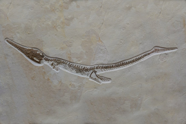 以砂岩为背景的恐龙化石图片下载