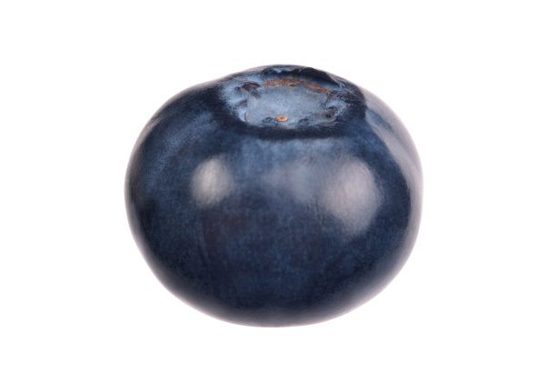 白色背景上的单一蓝莓图片下载