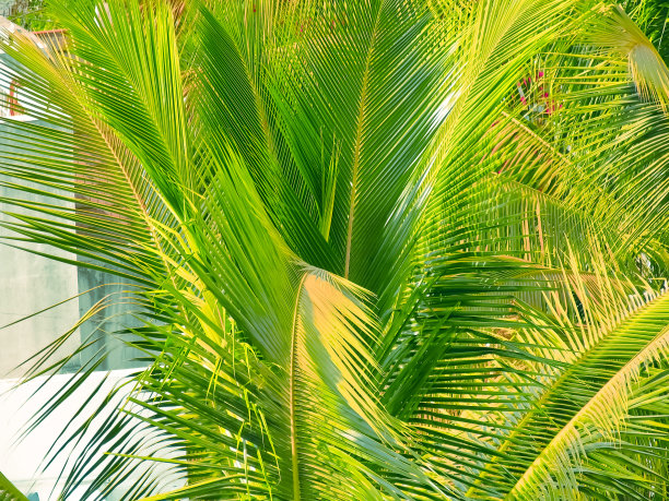 棕榈叶，椰子图片下载