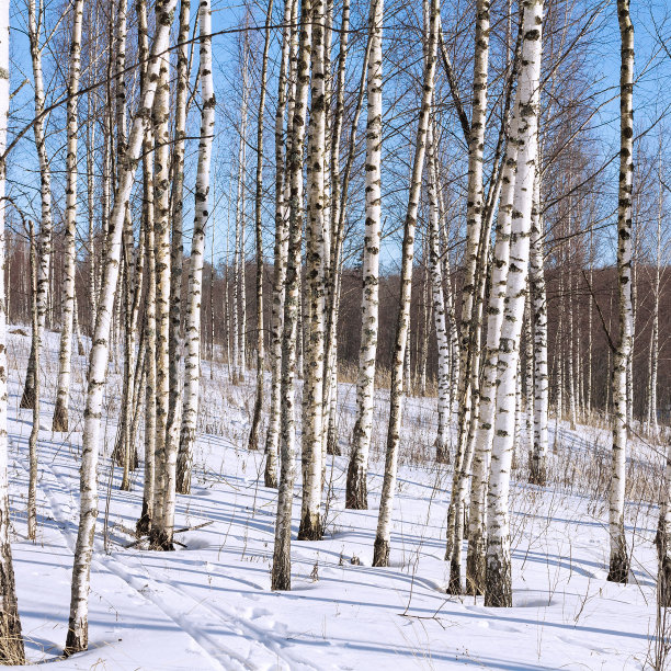 俄罗斯森林中的冬季白桦林图片下载